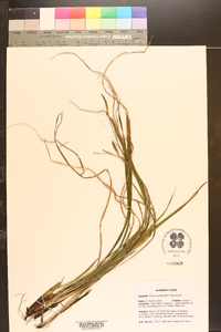 Carex purpurifera image